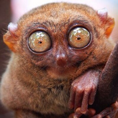 Sean David Umali - Twitter Profile Picture of Sean David Umali (@davehooo) on Twitter