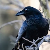 Profile Picture of RedCrow (@redcrow4694) on Youtube