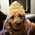 Profile Picture of Chelsea Chesen (@shrinkinthebox) on Instagram