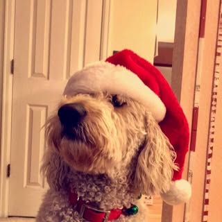 Profile Picture of Ellis Bean (@ellis.bean) on Instagram