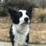 Profile Picture of Cliff Simpson (@cliffsimpson67) on Instagram