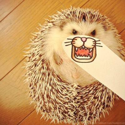 Profile Picture of Richard Falk (@Volvitschie) on Twitter