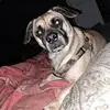 Profile Picture of lesiablevins (@lesiablevins) on Tiktok