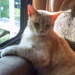 Ron Watts - Instagram Profile Picture of Ron Watts (@ronwatts46) on Instagram