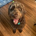 Profile Picture of Calvin Brinker (@calvin_thegoodboy) on Instagram