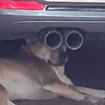 Profile Picture of Jason Lai (@jason1542002) on Instagram