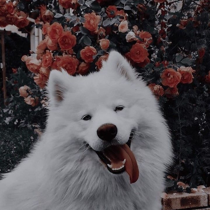 Profile Picture of Scarlet🌸 (@scarlet.2801) on Tiktok