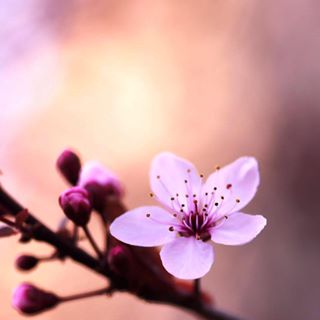 Profile Picture of Guoying Chen (@Guoying-Chen) on Facebook