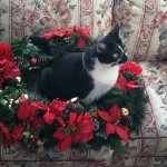 Profile Picture of Pippin Joe (@pippin_thecat) on Instagram
