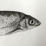 Profile Picture of Daniel Reed Wassell (@drwssll.draws) on Instagram