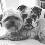 Profile Picture of Lloyd and Baxter 😍❤ (@little_lloyd_and_baxter_baby) on Instagram