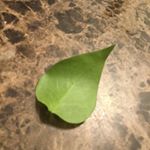 Profile Picture of Jimmy Leaf (@jimmydaleaf) on Instagram