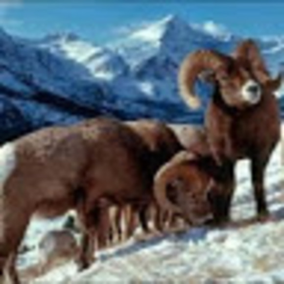 Profile Picture of Colo Rockymountains (@rockymtnscolo) on Poshmark