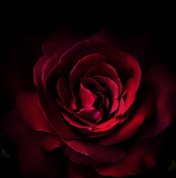 Profile Picture of Iliana Gottlieb (@gottlieb2010) on Poshmark