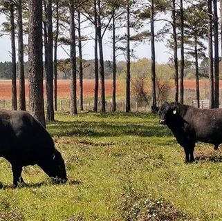 Profile Picture of Dixie Lix (@dixie.lix.35) on Facebook