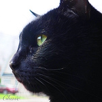 Profile Picture of Sarah Chase (@sarah.chase9) on Flickr