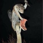 Profile Picture of Brad Huckabay (@huckoustic) on Instagram