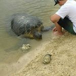 Profile Picture of TURRICK PARKES (@herpingreptilesaustralia) on Instagram