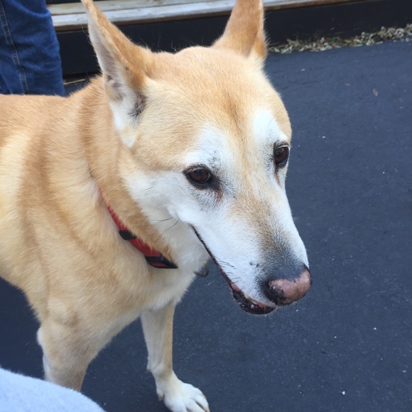 Profile Picture of Lynda Gilsdorf (@lyndajean372) on Poshmark