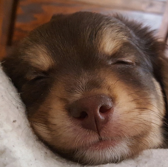 Profile Picture of Linda Miconi (@miconilinda) on Poshmark