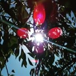 Profile Picture of Amelia chambers (@ameliachambers94) on Instagram