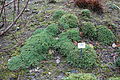 Profile Picture of Schivereckia doerflerion Wikipedia