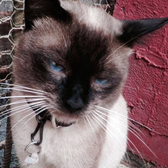 Profile Picture of Joel Trujillo (@joeltrujillo) on Poshmark