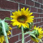 Profile Picture of Joy Wise (@wise.joy) on Instagram