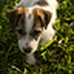 Profile Picture of Hunter Boy (@Hunter the Jack Russell Terrier) on Flickr