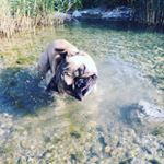 Profile Picture of Mireille Delorme-Dnfr (@james.thefrenchie) on Instagram