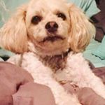 Profile Picture of Shauna Hansen (@shaunaleah1968) on Instagram