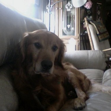 Profile Picture of Chip Barry (@Chip_TheDog) on Twitter