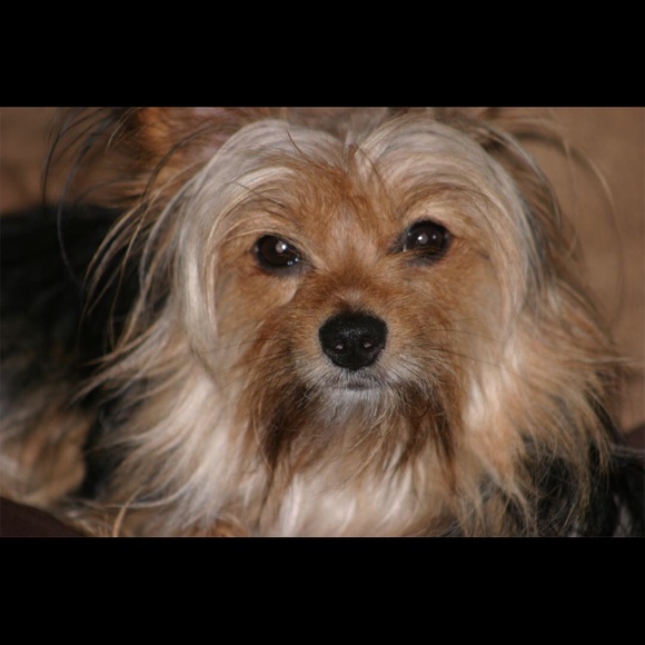 Profile Picture of Melissa Trainum (@missydell) on Poshmark