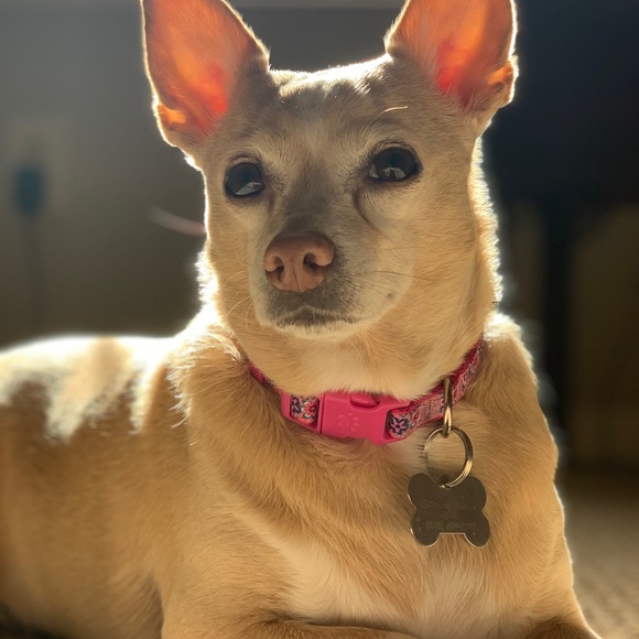 Profile Picture of Mike Sicherman (@mikesich) on Poshmark