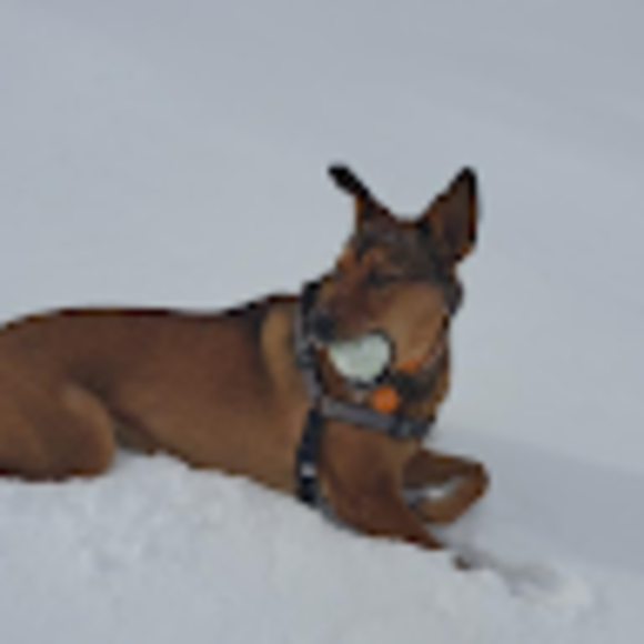 Profile Picture of Alena Riberdy (@acriberdy27) on Poshmark