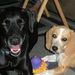 Profile Picture of Diane Watson (@pepermntpatti) on Pinterest
