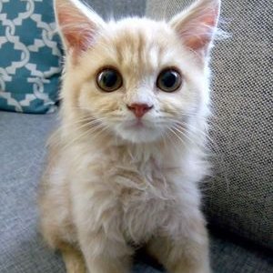 Profile Picture of Mia C. Torralba (@MiaCTorralba) on Twitter