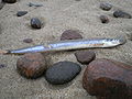 Profile Picture of Lesser sand eelon Wikipedia