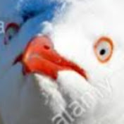 Profile Picture of Segul (@segul2309) on Youtube