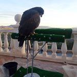 Profile Picture of Carlos Rubio (@carlosrubiocastillo31) on Instagram