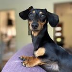 Profile Picture of Greta Nenna Malmstedt Wendelin (@gretathesausagedog) on Instagram