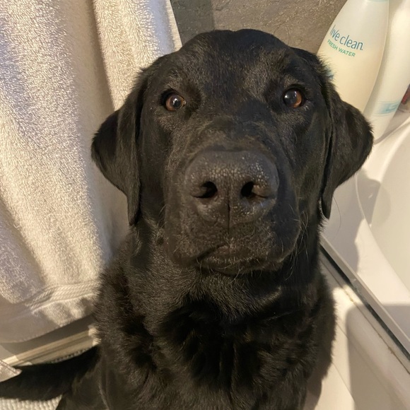 Profile Picture of Laurie-anne Lortie (@laurieanne95) on Poshmark