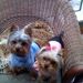 Profile Picture of ReNae Franklin (@franklinr) on Pinterest