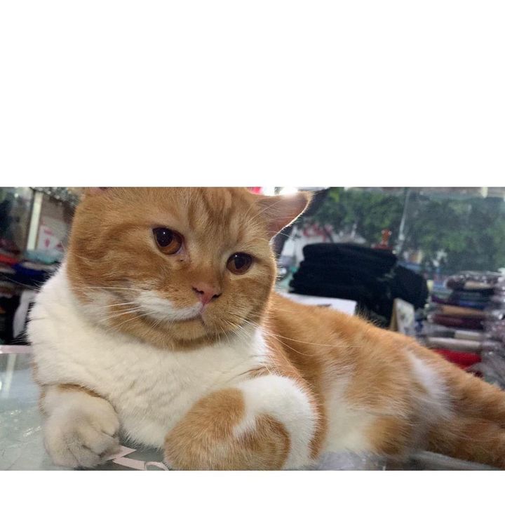 Profile Picture of Tracie (@traciegrace) on Tiktok