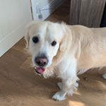 Profile Picture of Barry McCarthy (@bazza_the_golden_retriever) on Instagram