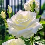 Profile Picture of Edelmira Castañeda (@Edelmira-Castañeda) on Facebook