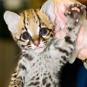 Profile Picture of Shannon Dawes (@shannondawes8860) on Youtube