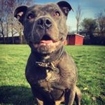 Profile Picture of Steve McCarthy (@jazzhands30) on Instagram