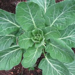 Profile Picture of Brian (@Brian_collard) on Twitter