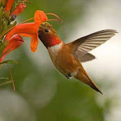 Profile Picture of Karel Alvarez (@karelalvarez3388) on Youtube